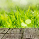 Grass background