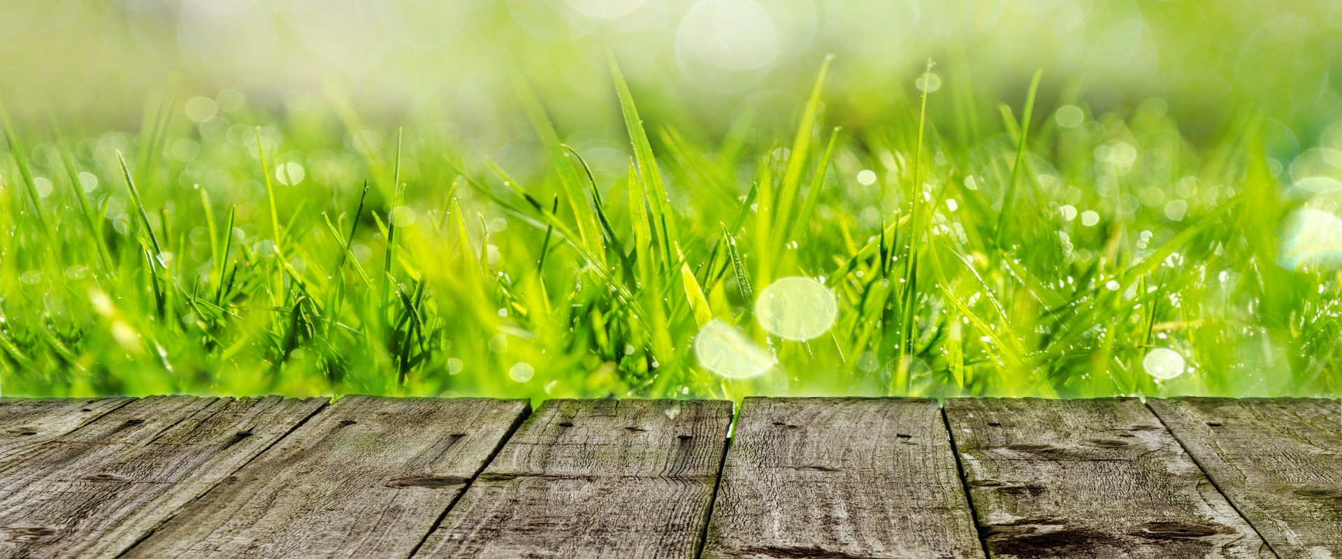 Grass background